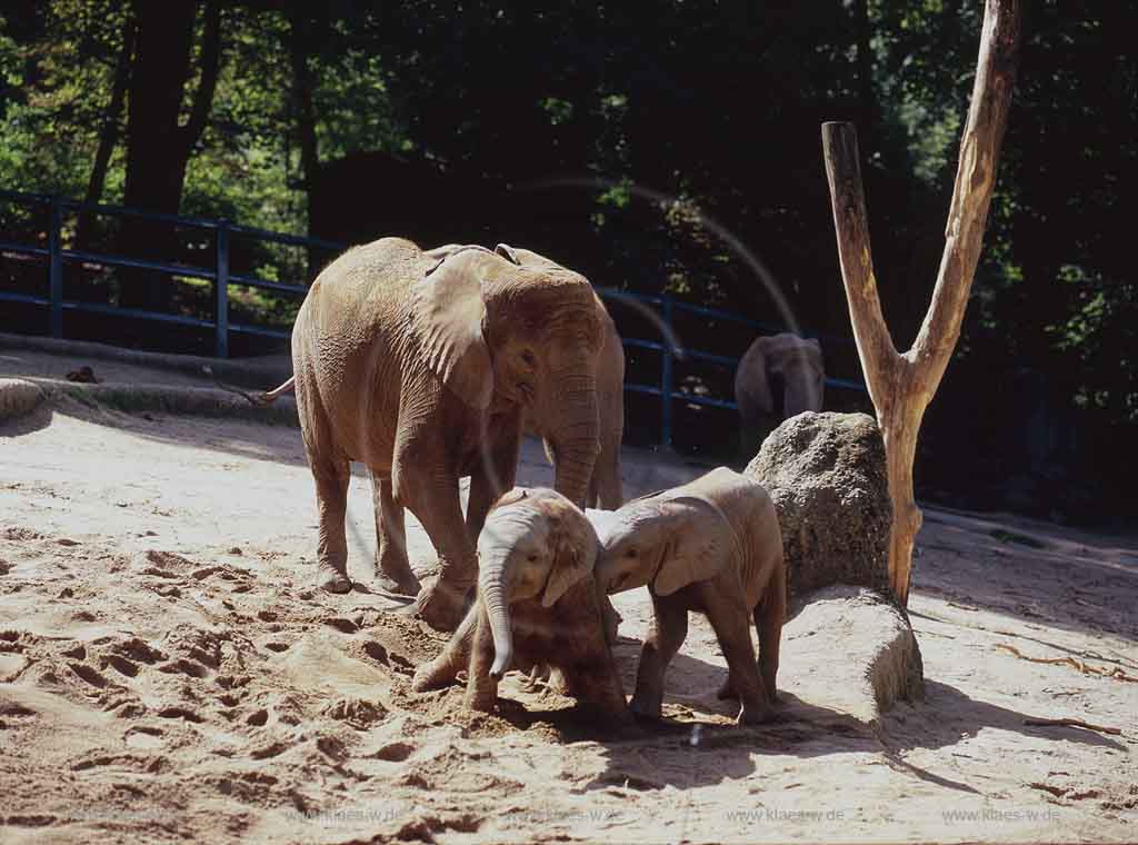 Elberfeld, Wuppertal, Zoo, Regierungsbezirk Dsseldorf, Duesseldorf, Blick auf Elefanten, Elefantenfamilie mit Jungen im Wuppertaler Zoo, Bongi, Kibo