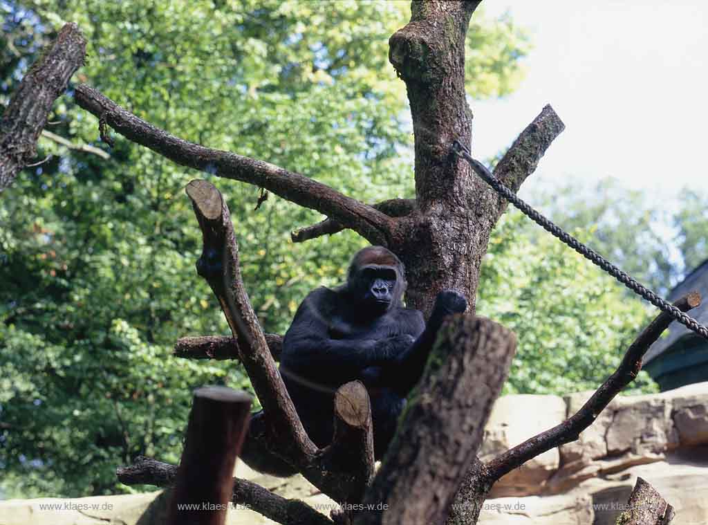 Elberfeld, Wuppertal, Zoo, Regierungsbezirk Dsseldorf, Duesseldorf, Blick auf Gorilla auf Baum im Wuppertaler Zoo 