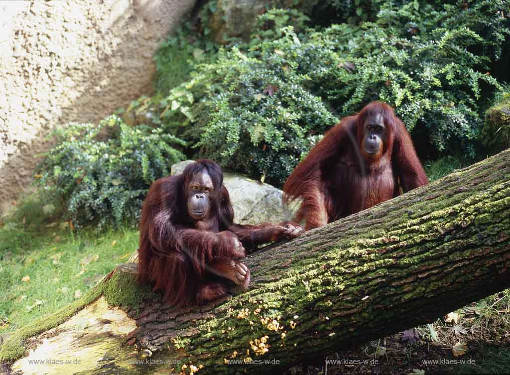 Elberfeld, Wuppertal, Zoo, Regierungsbezirk Dsseldorf, Duesseldorf, Blick auf Orang-Utans im Wuppertaler Zoo