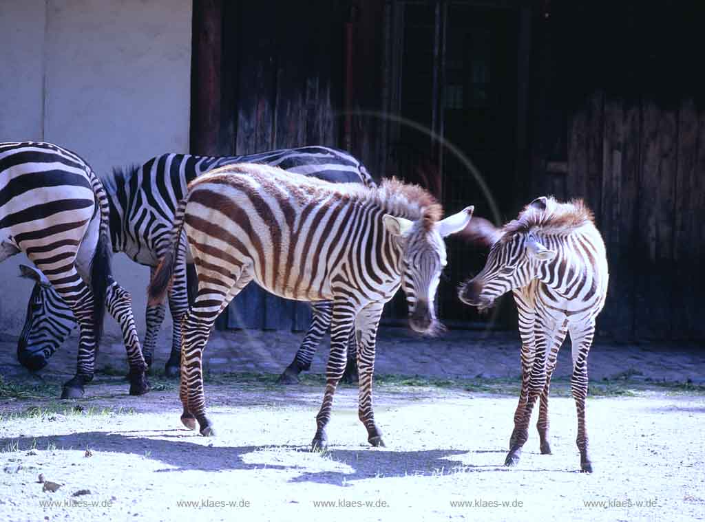 Elberfeld, Wuppertal, Zoo, Regierungsbezirk Dsseldorf, Duesseldorf, Blick auf Zebras, Zebrafamilie mit Folen im Wuppertaler Zoo
