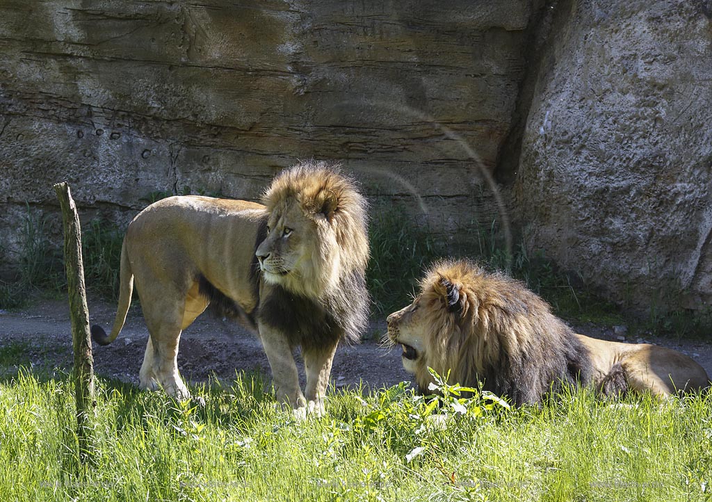 Wuppertal Elberfeld, Zoologischer Garten, Loewengehege mit Loewenmaennchen; Wuppertal Elberfeld, zoological garden, compound of lions with  male lions.