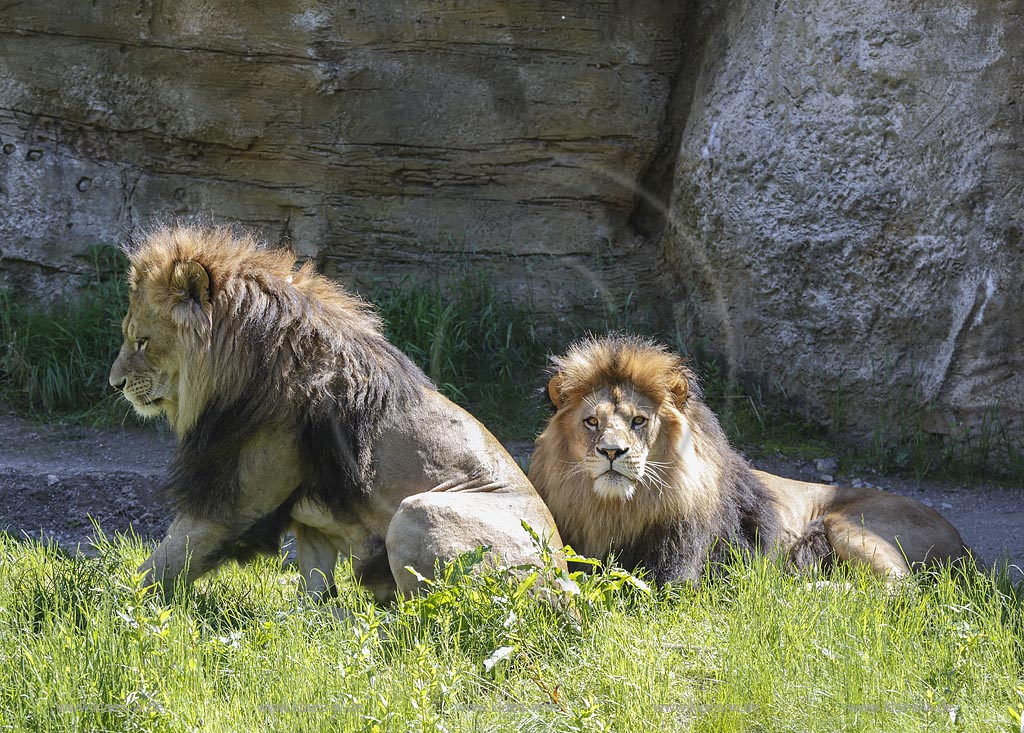 Wuppertal Elberfeld, Zoologischer Garten, Loewengehege mit Loewenmaennchen; Wuppertal Elberfeld, zoological garden, compound of lions with  male lions.