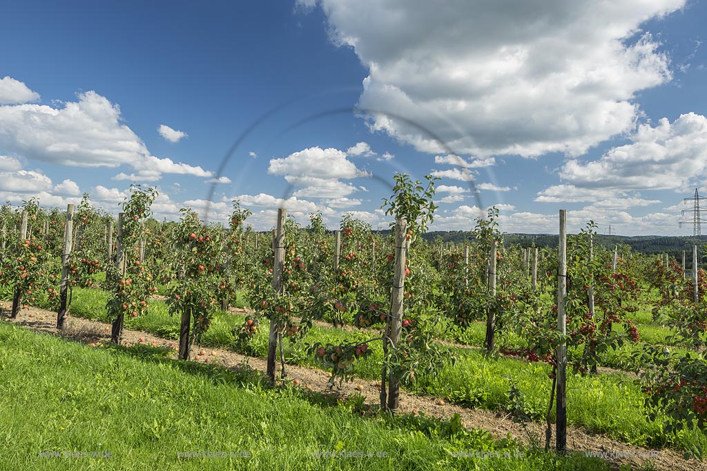 Burscheid-Straesschen, Apfelplantage von  Obstgut Engelrath in Wolkenstimmung,