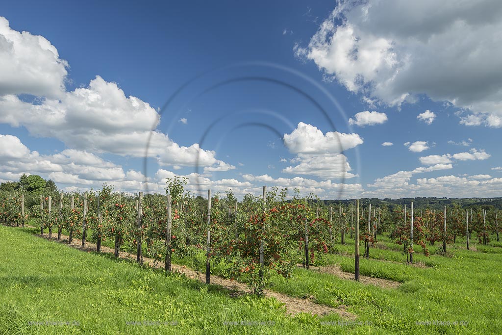 Burscheid-Straesschen, Apfelplantage von  Obstgut Engelrath in Wolkenstimmung,