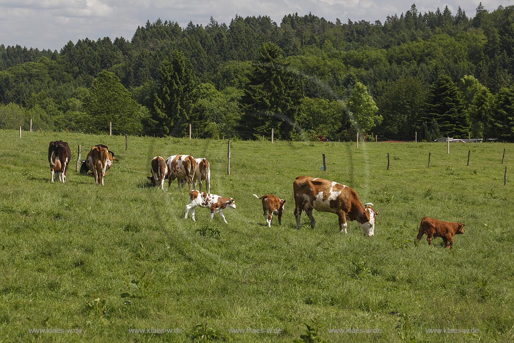 Hueckeswagen Kleinhoehfeld, Rotbunte auf einer Weide; Hueckeswagen Kleinhoehfeld, cows Rotbunte on a meadow.
