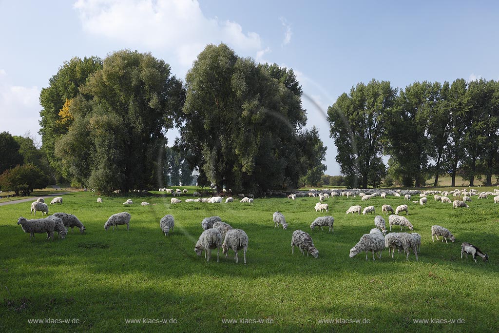 Leverkusen Rheindorf grasende Schafherde auf den Rheinwiesen; Grazing sheep at Rhinegrassland in  Leverkusen Rheindorf
