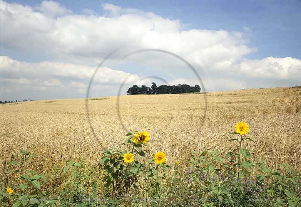 Mettmann, Blick auf Mettmanner Kornkammer mit Kornfeld und Sonnenblumen