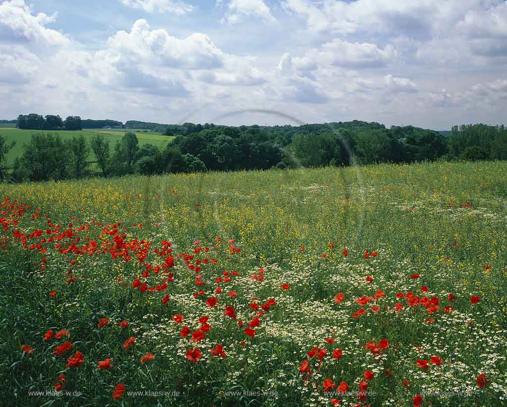 Obmettmann, Mettmann, Blick auf Blumenwiese und Landschaft