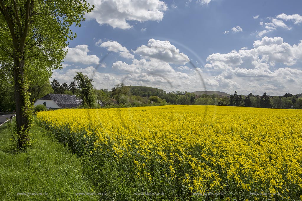 Mettmann-Obmettmann Fruehlingslandschaft mit bluehendem Rapsfeld;  Mettmann Obmettmann landscape in springtime with rapeseed field.