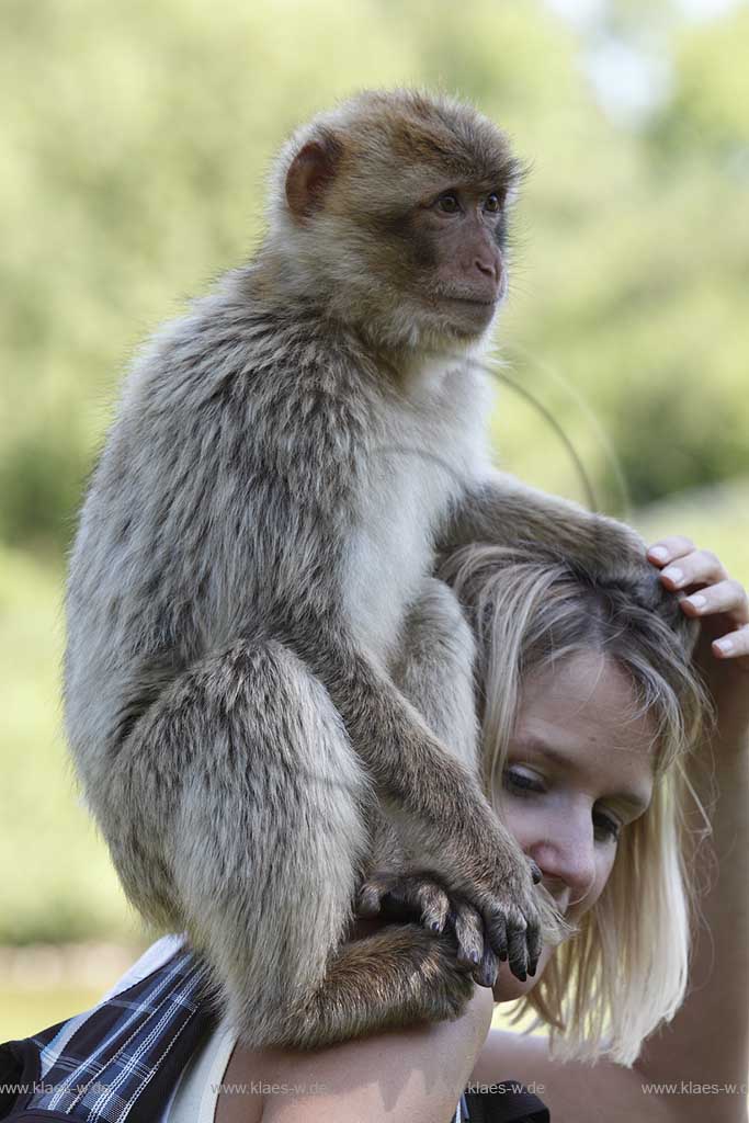 Reichshof Eckenhagen, Affen und Vogelpark, Berberaffe sitzt auf der Schulter einer blonden Frau; monkey and bird park, a berber monkey is sitting on the shoulder of a yung woman