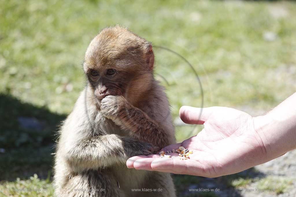 Reichshof Eckenhagen, Affen und Vogelpark, Berberaffen Jungtier frisst Futer aus einer Hand ; monkey and bird park, a pup of berber monkey is eating out of a hand