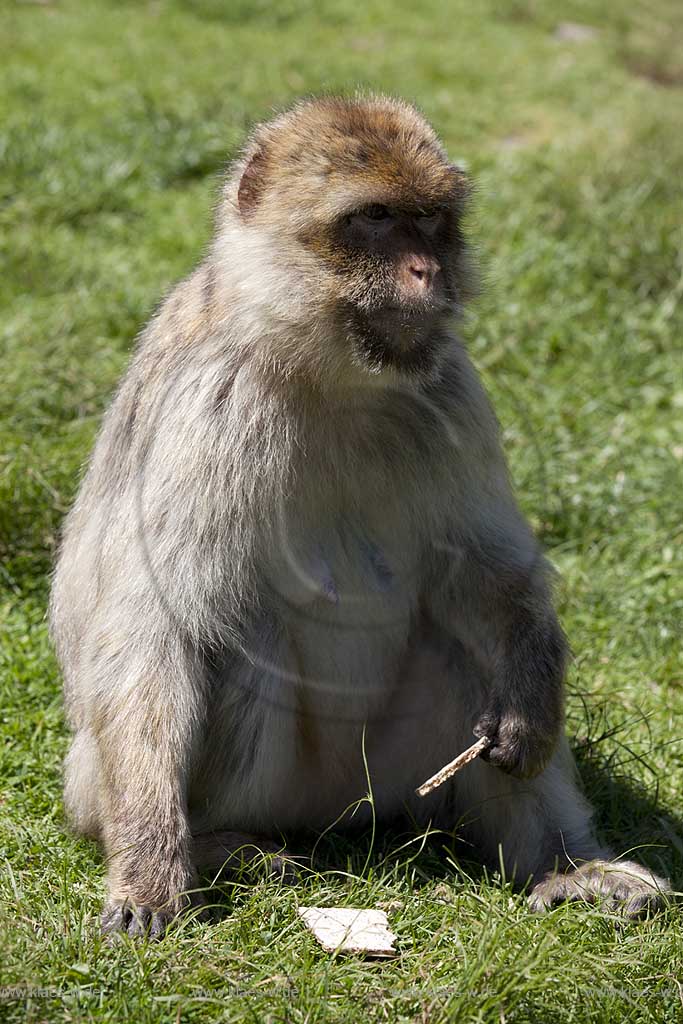 Reichshof Eckenhagen, Affen und Vogelpark, Berberaffe frisst eine scheibe Brot ; monkey and bird park, a berber monkey is eating a bred