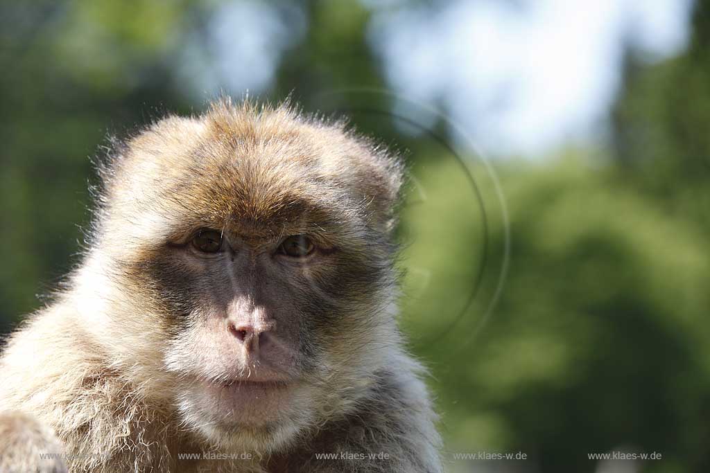 Reichshof Eckenhagen, Affen und Vogelpark, Portrait eines Berberaffens; monkey and bird park, portrait of a berber monkey