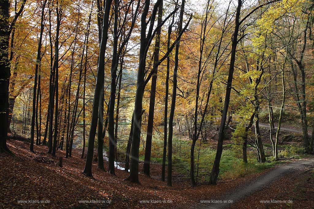   Remscheid, Herbstimpression im Eschbachtal, Herbstwald mit einem Eschbach Nebenbach am Roentgenweg; Remscheid Eschbach valley, autumn coloured trees, forest with a beck