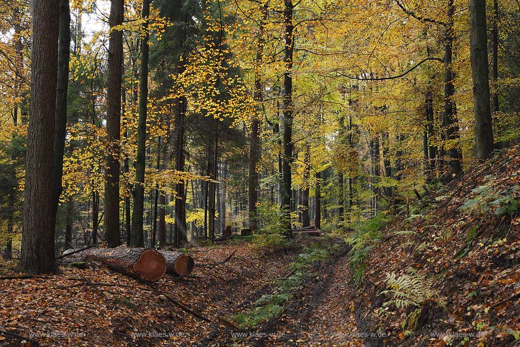 Remscheid Eschbachtal, Roentgenweg Herbststimmung mit Forstwirtschaftsweg; Remscheid Eschbach valley in autumn