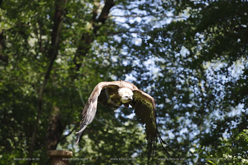 Remscheid Gruene, Falknerei Bergsich Land, Flugvorfuehrung mit einem Gaensegeier; falconry, air display with a Eurasian griffon or griffon vulture