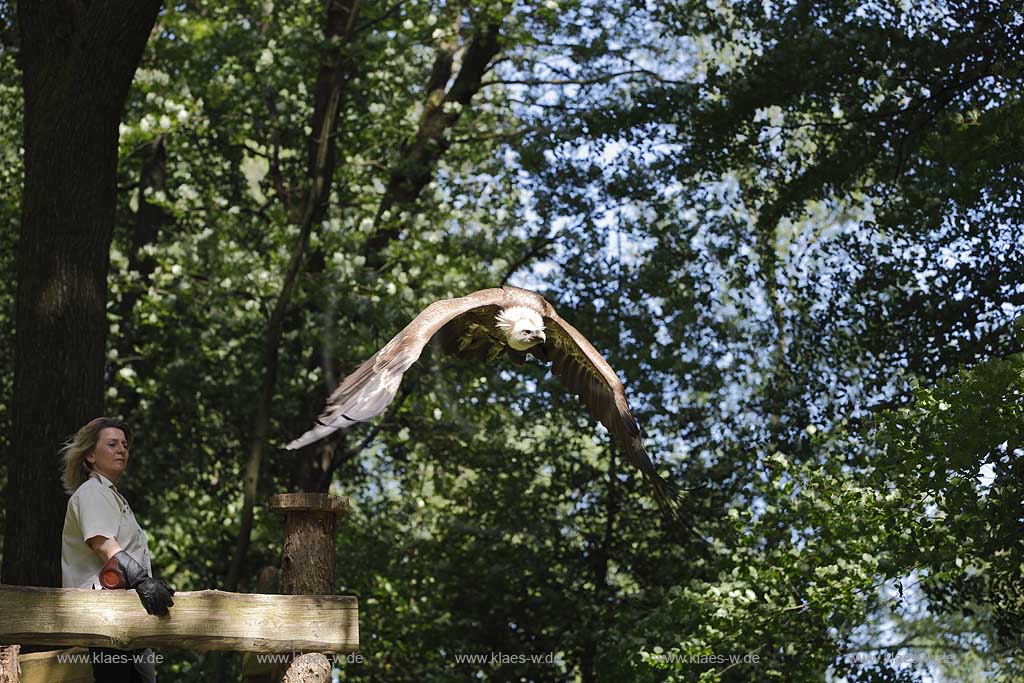  Remscheid Gruene, Falknerei Bergsich Land, Flugvorfuehrung mit einem Gaensegeier; falconry, air display with a Eurasian griffon or griffon vulture