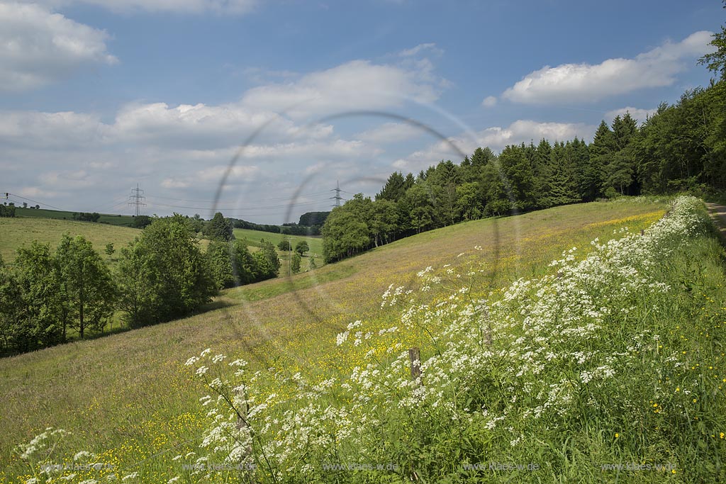 Remscheid-Lennep, Wegrain mit Wiesenkerbel und Weide mit bluehendem Hahnenfuss bei Oberfeldbach; Remscheid-Lennep, view through the landscape with blooming buttercup near "Oberfeldbach".