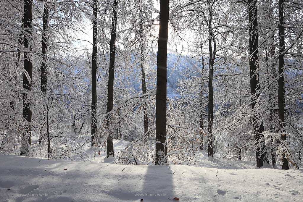 Remscheid, Winterwald an der Eschbach Talsperre, Remscheider Talsperre; Remscheid, winter landscape at Eschbach barrage with snow covered trees