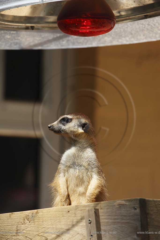 Solingen Graefrath, Tierpark Fauna ein Erdmaennchen waermt sich unter einer Waermelampe;  meerkat or suricate is sitting under a lamp to heating