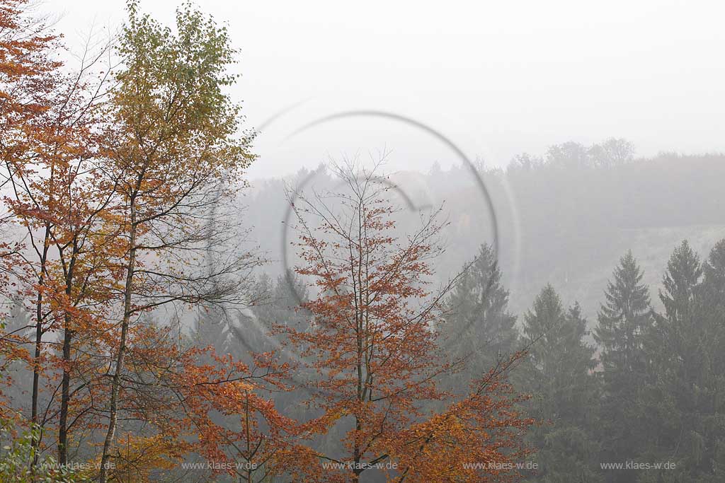 Solingen, Herbstimpression an der Sengbachtalsperre, Mischwald Buchen, Fichten und Herbstnebel; Solingen atmospheric landscape with autum coloured beech trees, spuce and fog