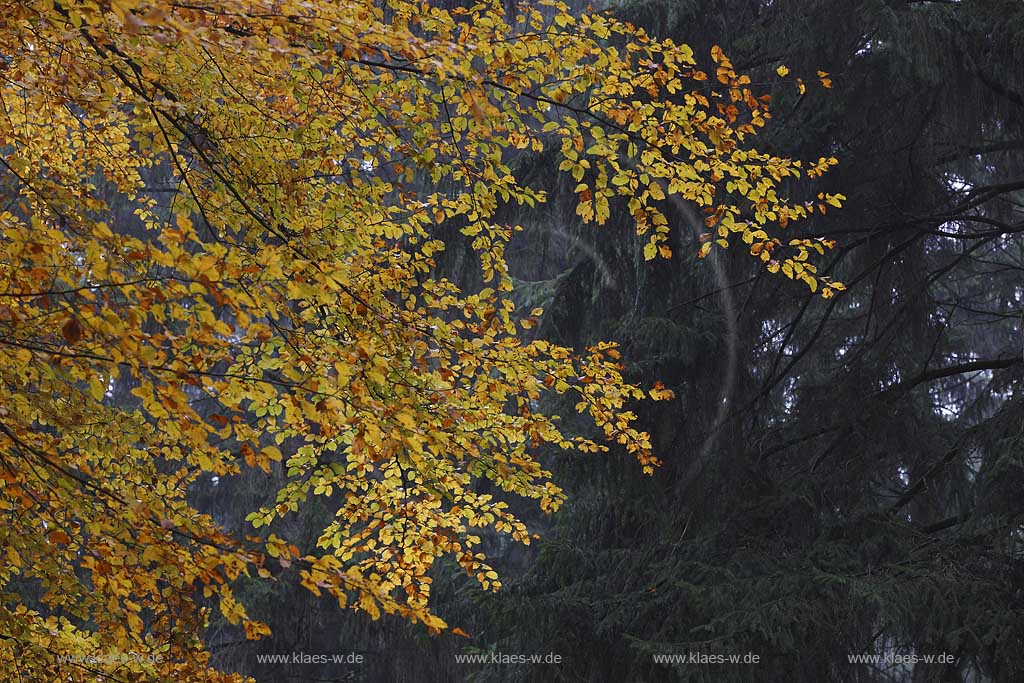 lingen, Herbstimpression an der Sengbachtalsperre, Mischwald Buchenast mit verfaerbtem Laub vor Fichten; Solingen autum coloures beech branch