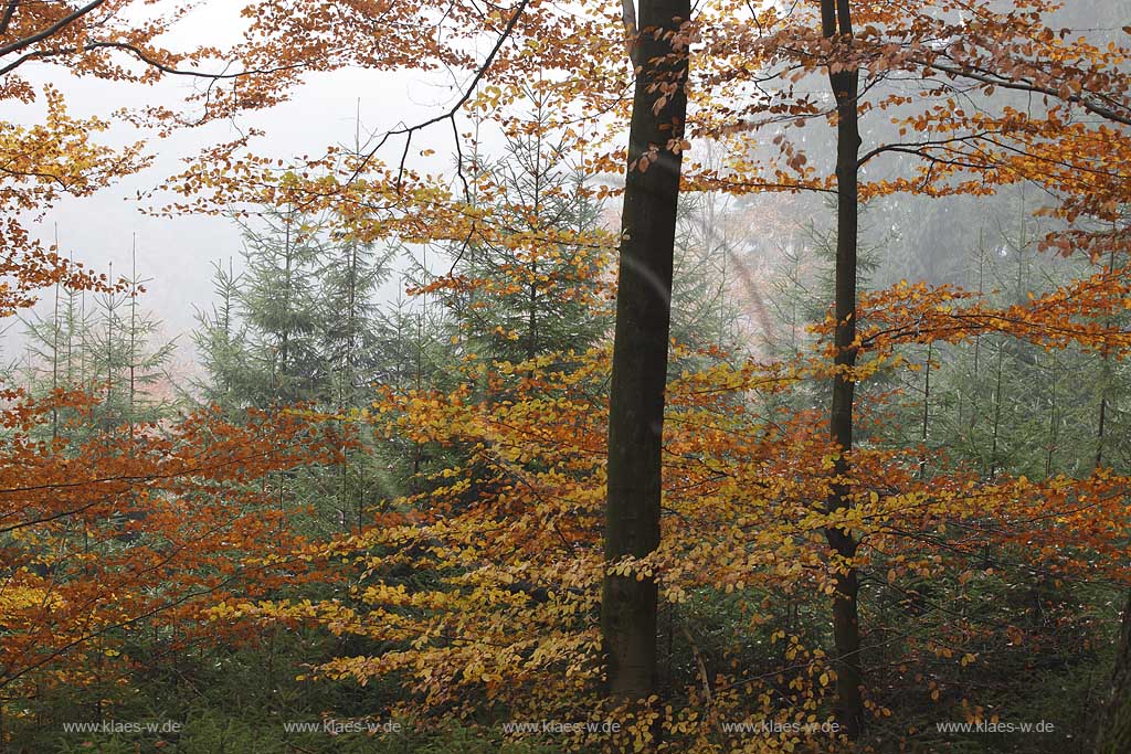 Solingen, Herbstimpression an der Sengbachtalsperre, Herbststimmung mit verfaerbten Buchen sowie Fichten ; Solingen atmospheric landscape with autum coloured beech trees and spuce