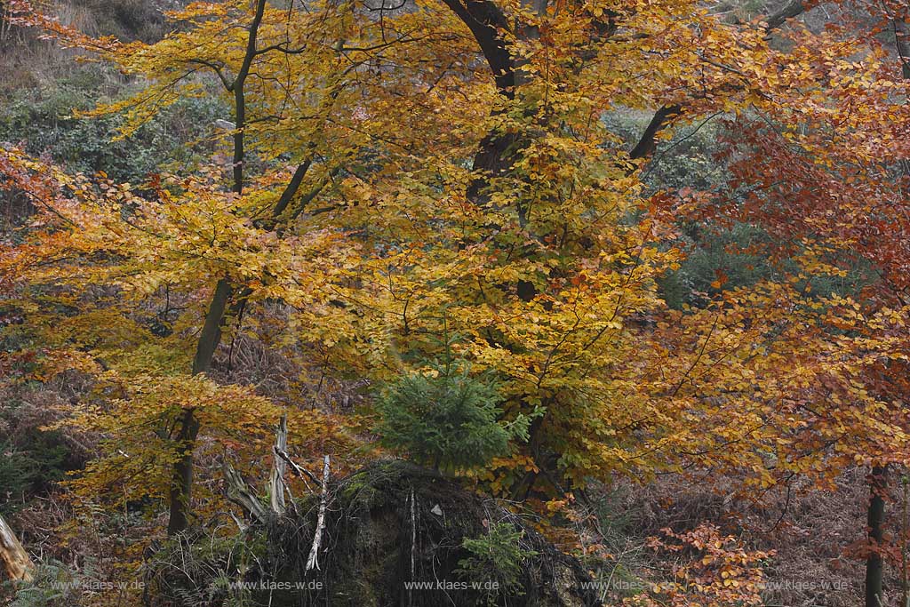 Solingen, Herbstimpression an der Sengbachtalsperre, Herbststimmung mit verfaerbten Buchen sowie Fichten ; Solingen atmospheric landscape with autum coloured beech trees and spuce