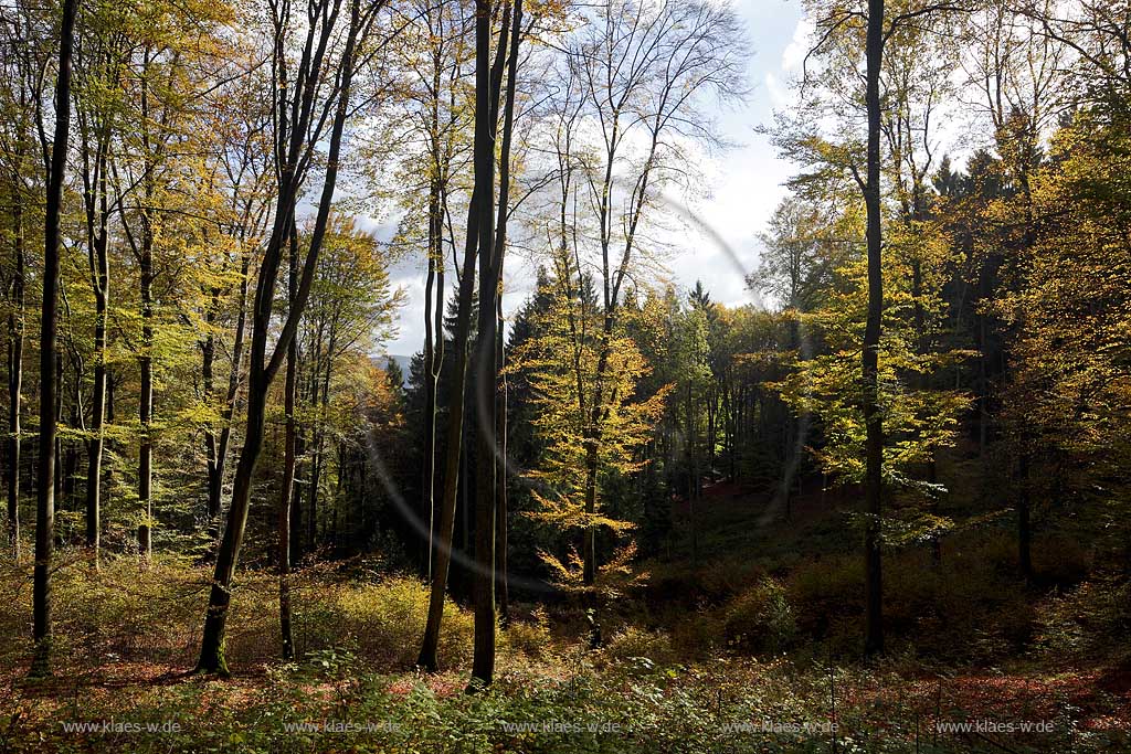Unnenberg bei Marienheide, Herbstwald, verfarebte Baeume im Gegenlicht; Unnenberg near marienheide, autumn landscape, wood, trees in autumn colour
