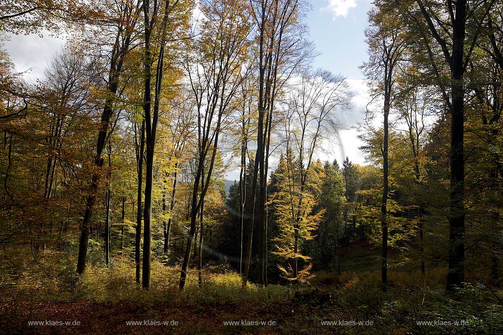 Unnenberg bei Marienheide, Herbstwald, verfarebte Baeume im Gegenlicht; Unnenberg near marienheide, autumn landscape, wood, trees in autumn colour