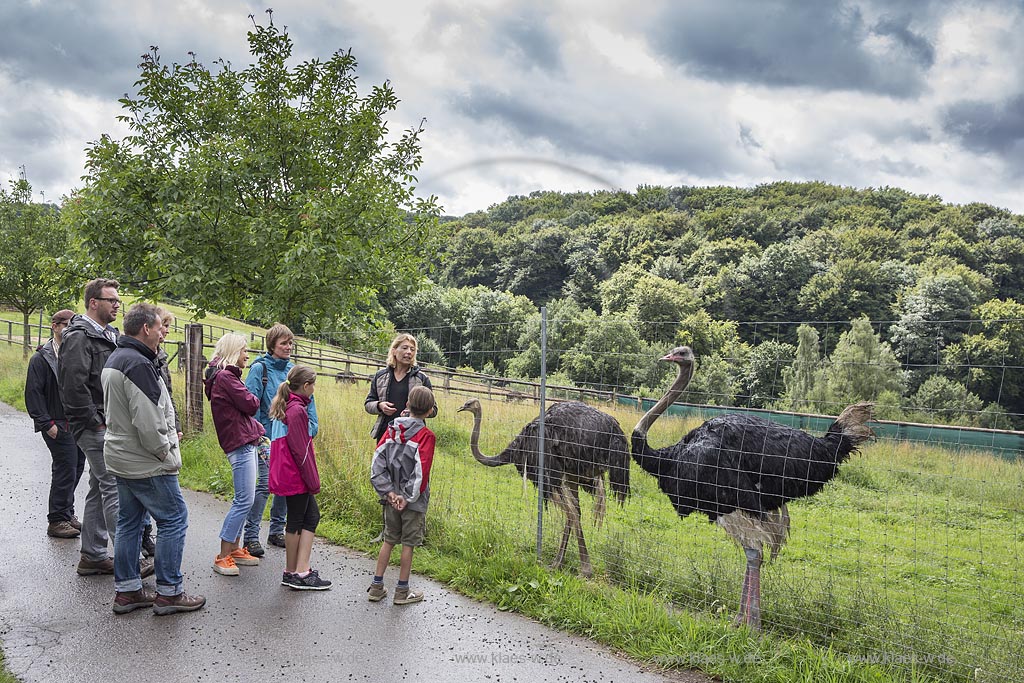 Wermelskirchen-Emmingenhausen, die Straussenfarm Emminghausen ist die einzige Straussenfarm im Bergischen Land und bietet rund 250 Tieren ein Zuhause (Stand 2015). Es werden anderthalbstuendige Fuehrungen angeboten.
