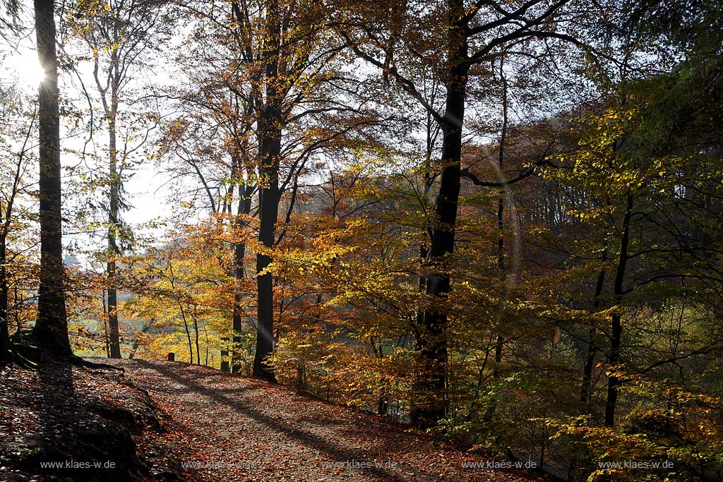 Wermelskirchen, Eifgental, Herbstwald Stimmung; Wermelskirchen, Eifgen valley autumn impression.