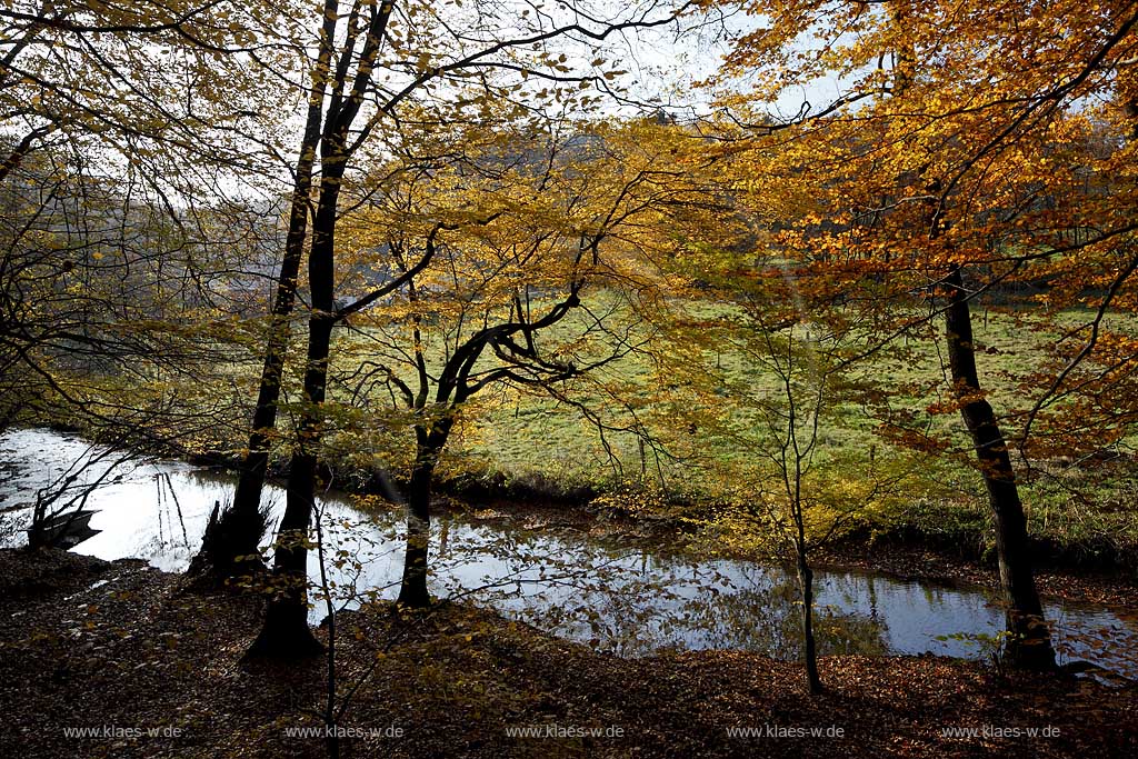 Wermelskirchen, Eifgental, Herbstwald Stimmung mit Eifgenbach im Gegenlicht; Wermelskirchen, Eifgen valley autumn impression with Eifgen beck in back light.