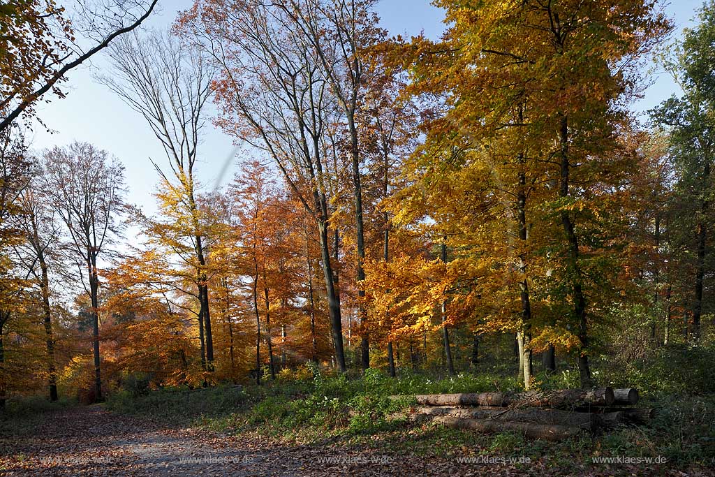 Wermelskirchen, Eifgental, Herbstwald Stimmung; Wermelskirchen, Eifgen valley autumn impression.