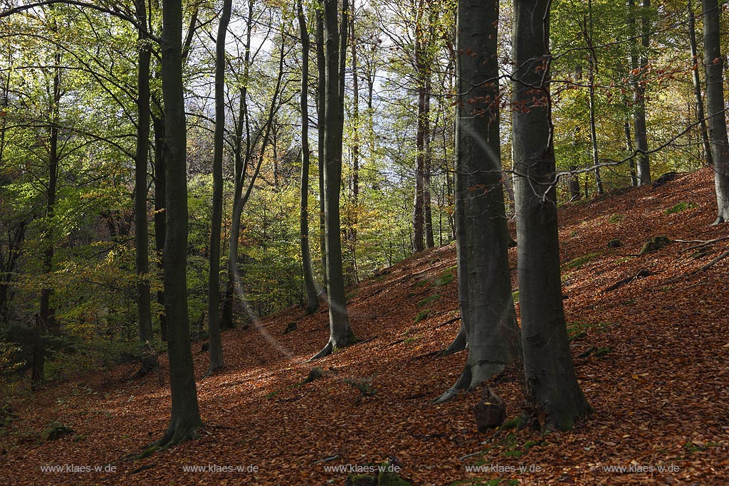 Wermelskirchen, Rundwanderweg "Hohe Mark" mit Herbstwald; Wermelskirchen, Circular route "Hohe Mark" with autumnal forest.
