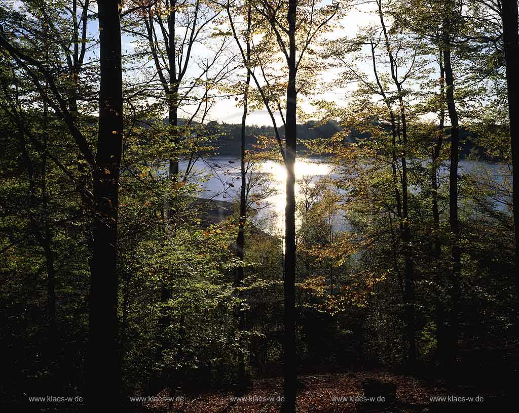 Wiehltalsperre, Reichshof, Gummersbach, Oberbergischer Kreis, Bergisches Land, Blick durch Herbstwald auf Talsperre  