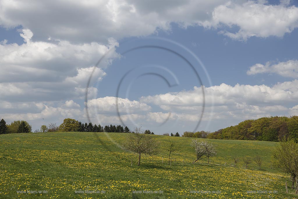 Wipperfuerth Hueffen, Fruehlingslandschaft mit Loewenzahn Wiese; Wipperfuerth Hueffen, springtime landscape.