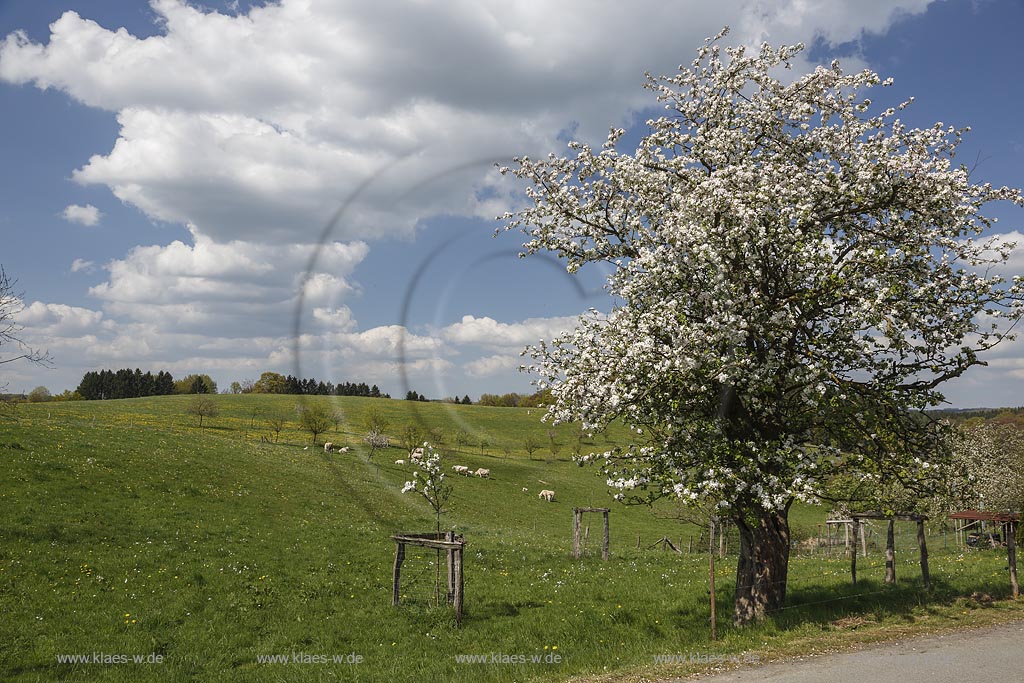 Wipperfuerth Hueffen,  Fruehlingslandschaft mit Wiesen und bluehendem Apfelbaum; Wipperfuerth Hueffen springtime landscape with appletree in flower greenfield.