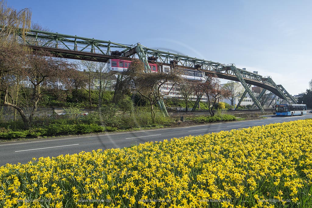 Wuppdertal-Barmen, Blick zu Schwebebahn mit Bundesstrasse B7 Hoehne und bepflanztem Gruenstreifen mit Gelber Narzisse; Wuppertal-Barmen, view onto the elevated railway.