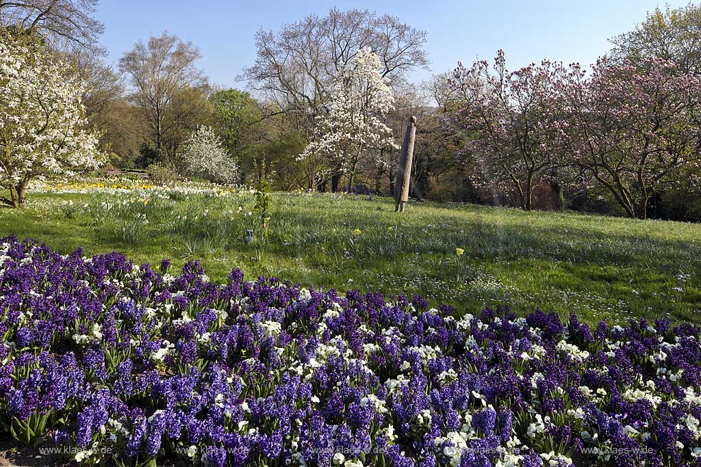 Wuppertal Elberfeld, Hardt Park Botanischer Garten, Blick ber Stiefmtterchenbeet auf die Parkanlage; botanical  garden, view over a bed of viola to the park