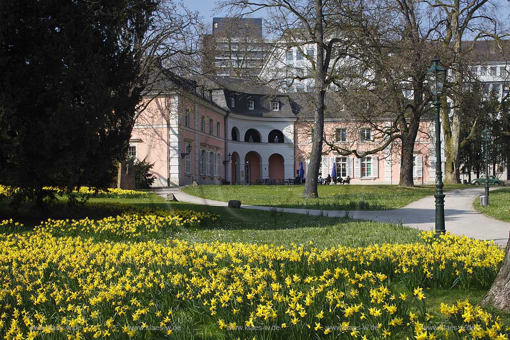 Duessledorf Pempelfort, bluehende gebe Narzissen im Hofgarten vor dem Theatermuseum; Yellow narcissus bloom in the Hofgarten park in front of theatremuseum
