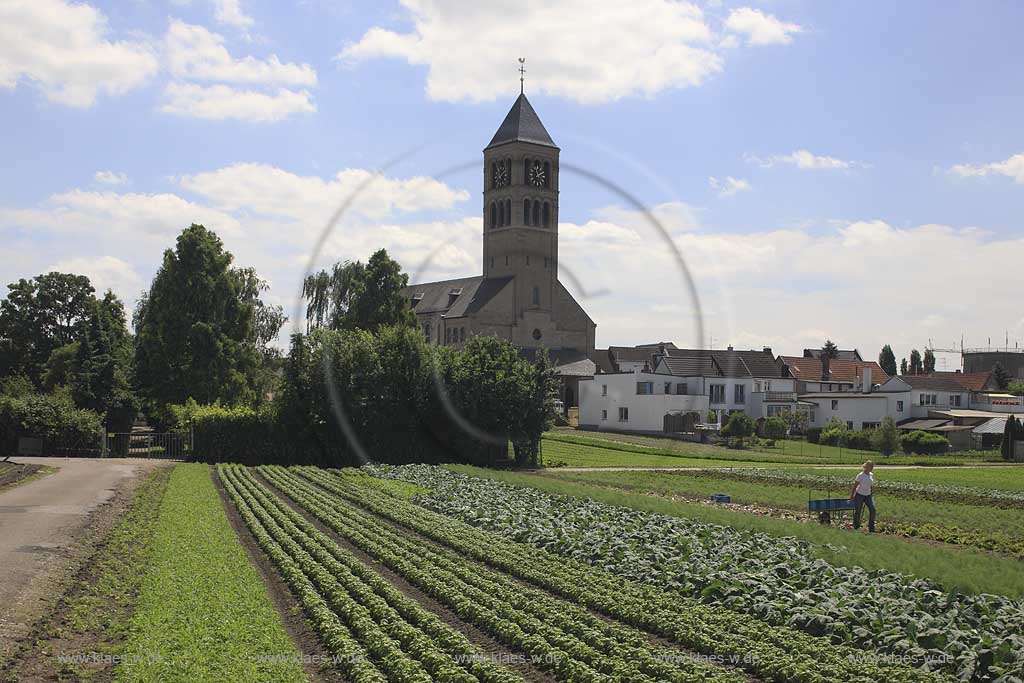 Blick auf Kohlfelder, Acker mit Landwirtschaft in Dsseldorf, Duesseldorf-Hamm mit Sicht auf Ort und Kirche