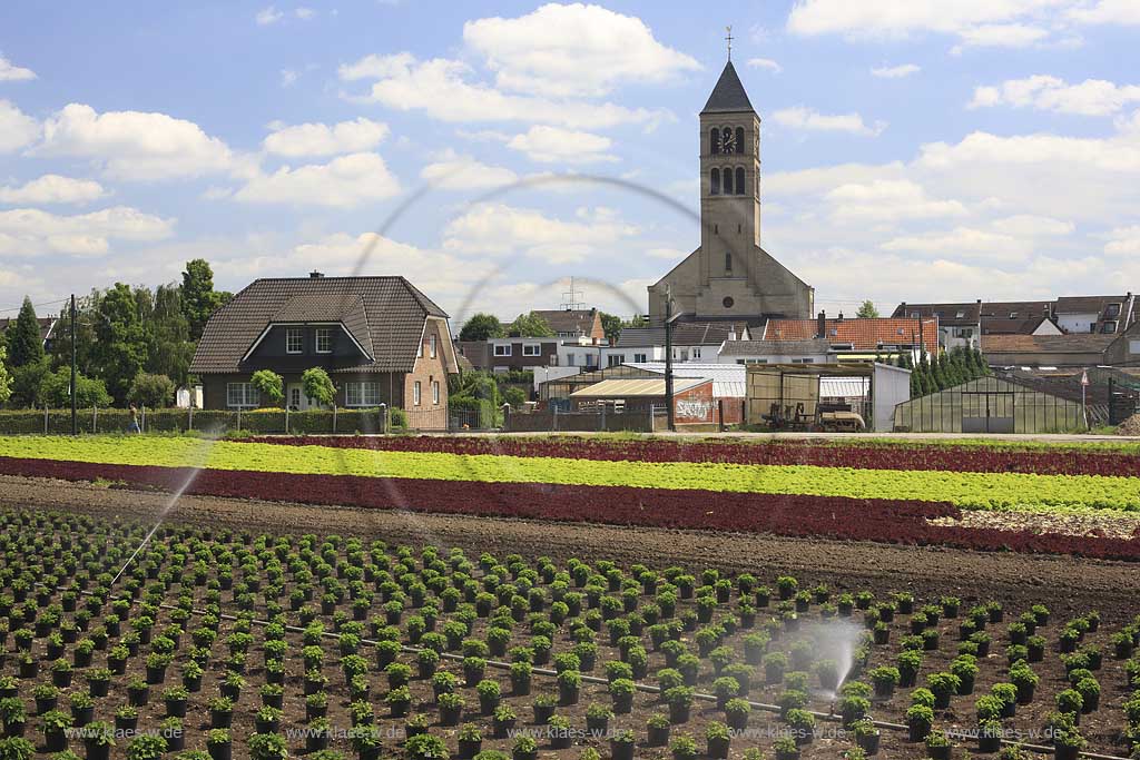 Blick auf Kohlfelder, Acker mit Landwirtschaft in Dsseldorf, Duesseldorf-Hamm mit Sicht auf Ort und Kirche