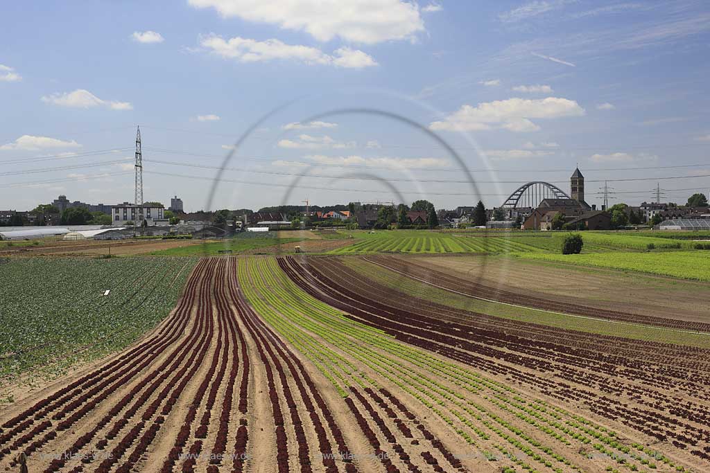 Blick auf Kohlfelder, Acker mit Landwirtschaft in Dsseldorf, Duesseldorf-Hamm mit Sicht zum Ort