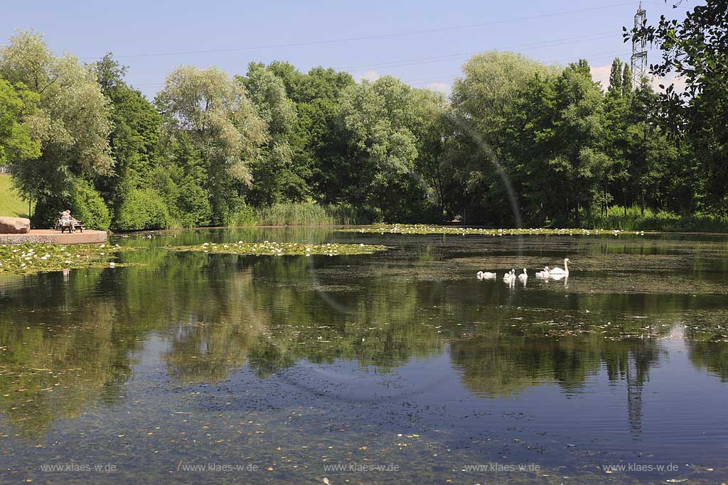 Blick in den Volksgarten Dsseldorf, Duesseldorf-Wersten mit Sicht zu Schwaenen, Schwanenfamilie auf Seenplatte vor dem Deich in Sommerstimmung