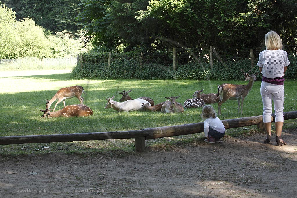 Duesseldorf-Grafenberg, Besucher im Wildpark mit Rehen und Ziegen auf der Wiese im Sommer; Duesseldorf-Grafenberg, visitors in wildlife park with deer and goats in the meadow in summer