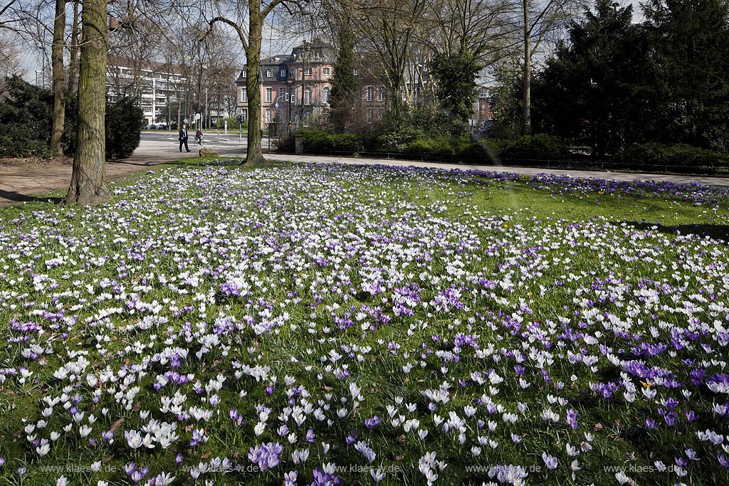 Duesseldorf Pempelfort, Blick vom Hofgarten zum Schloss Jaegerhof mit bluehender Krokuswiese; Duesseldorf Pempelfort, view from park of ther hofgarten to castle Jaegerhof with crocusses in flower