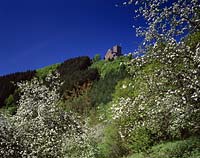 Alf an der Mosel, Landkreis Cochem-Zell, Eifel, Blick zur Burg Arras mit Landschaft im Frhling, Fruehling