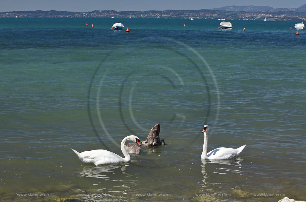 Bardolino Cisano Gardasee Hoeckerschwan Familie mit zwei Jungschwaenen im Uferbereich des Gardasses schwimmend; Bardolino Cisano swimming mute swan family on Lake Garda