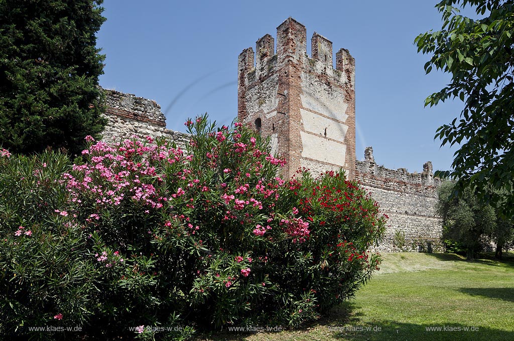 Lazise Blick zur Stadtmauer mit rot bluehendem Oleander; Lazise view to the town wall with red oleander in flower